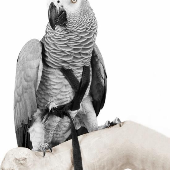 Markapet Gezdirme Kayışlı Kuş Göğüs Tasma Seti 90 cm Siyah